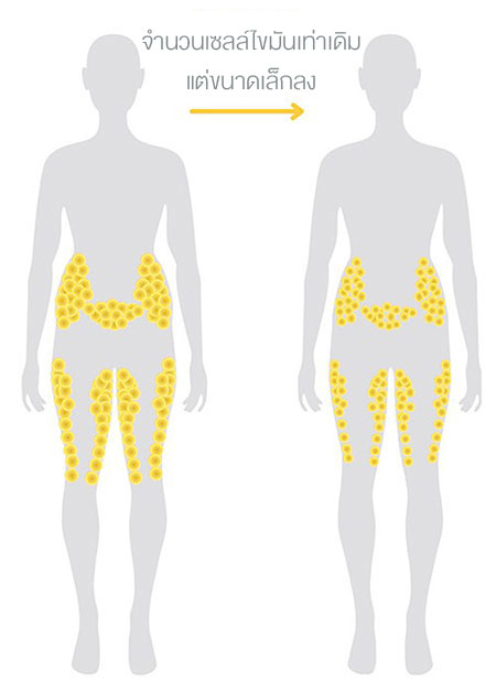 เซลล์ไขมัน ไขมันมีชีวิตจริงหรือ