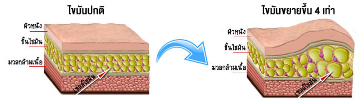เซลล์ไขมัน ไขมันมีชีวิตจริงหรือ