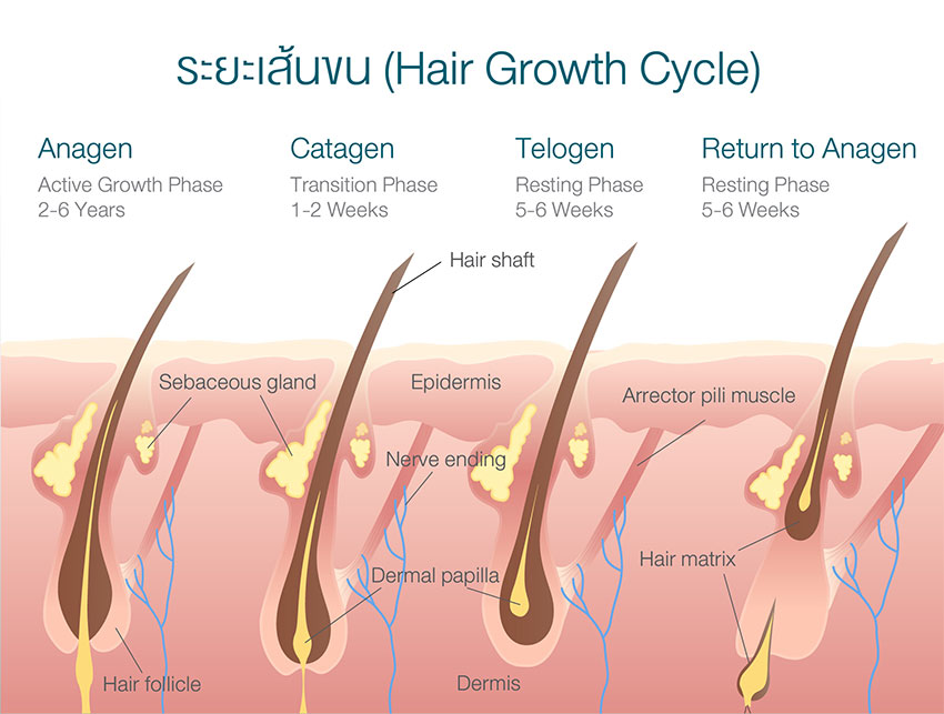 ระยะของเส้นขนแต่ละช่วง คืออย่างไร? ค้นพบอายุของเส้นขนในบทความนี้!