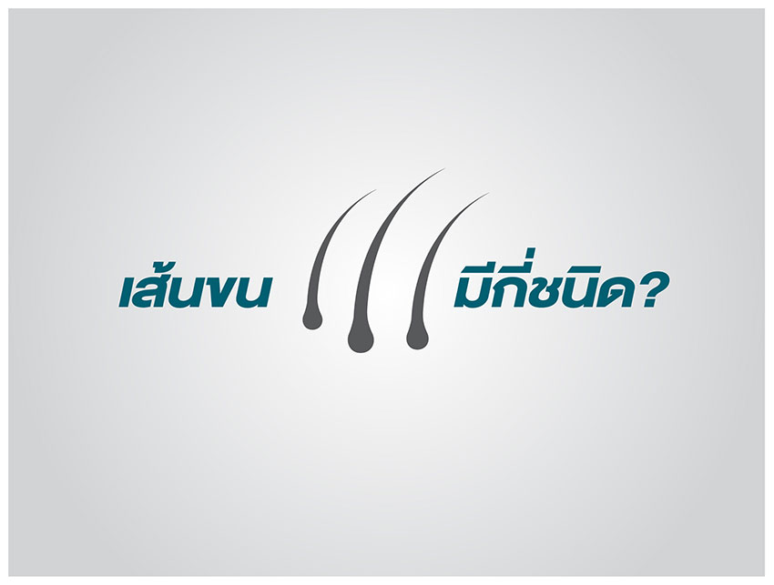 เส้นขนมีกี่ชนิด
